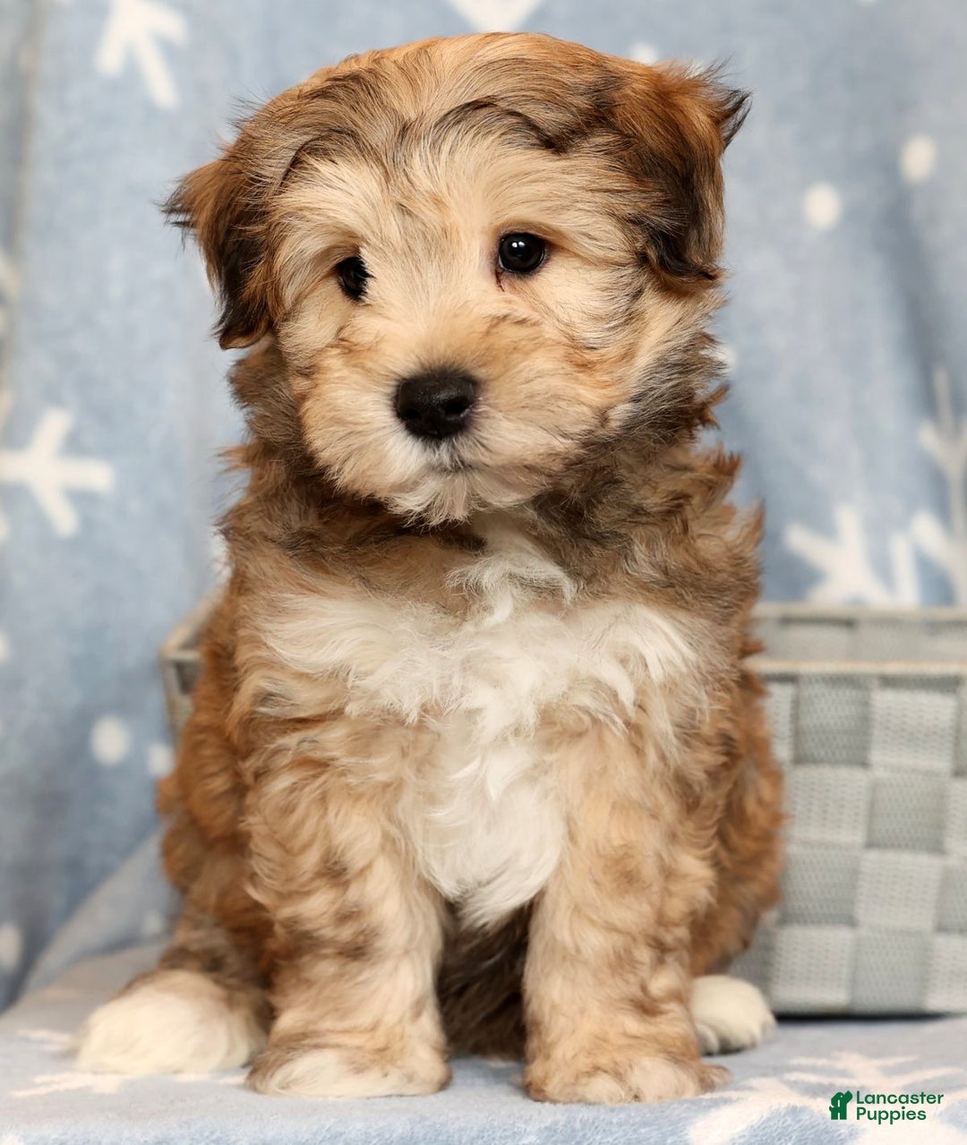 Yochon dogs for sale: Cody - Ad 6