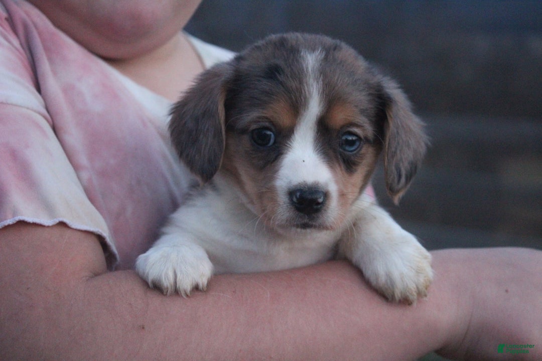 Mixed Breed dogs for sale: Abriana - Ad 2