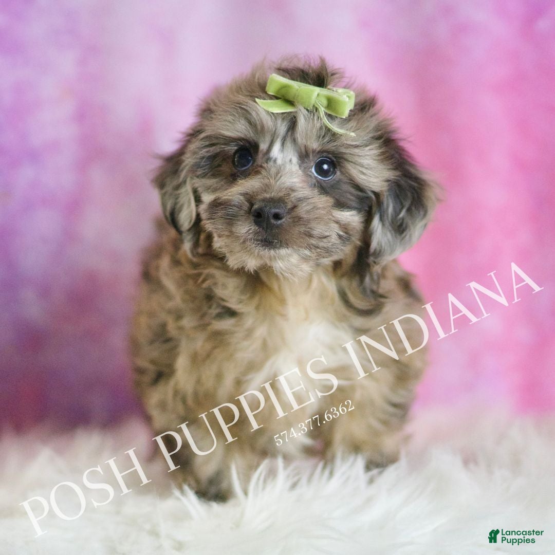 Yorkiepoo dogs Peanut - Ad 22