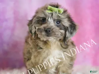 Yorkiepoo dogs Peanut - Ad 38