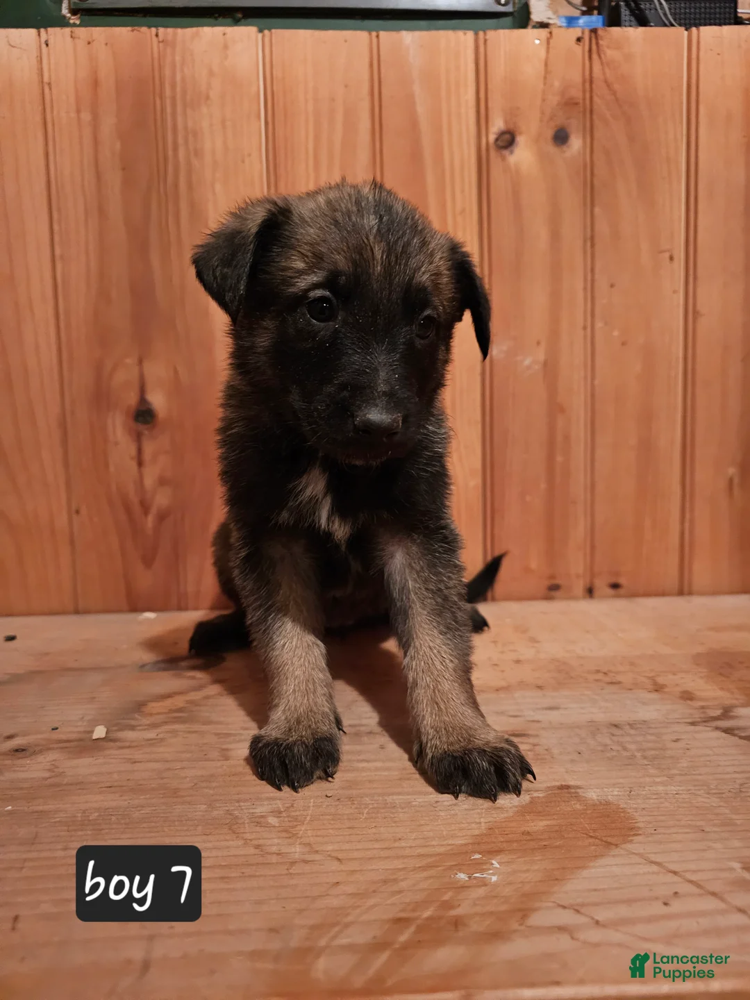 Belgian Malinois dogs for sale: Belgian Malinois Puppy 7 - Ad 1