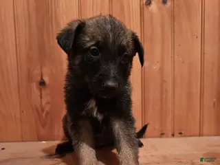 Belgian Malinois dogs Belgian Malinois Puppy 7 - Ad 8