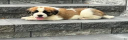 Saint Bernard dogs for sale: Ace - Ad 1