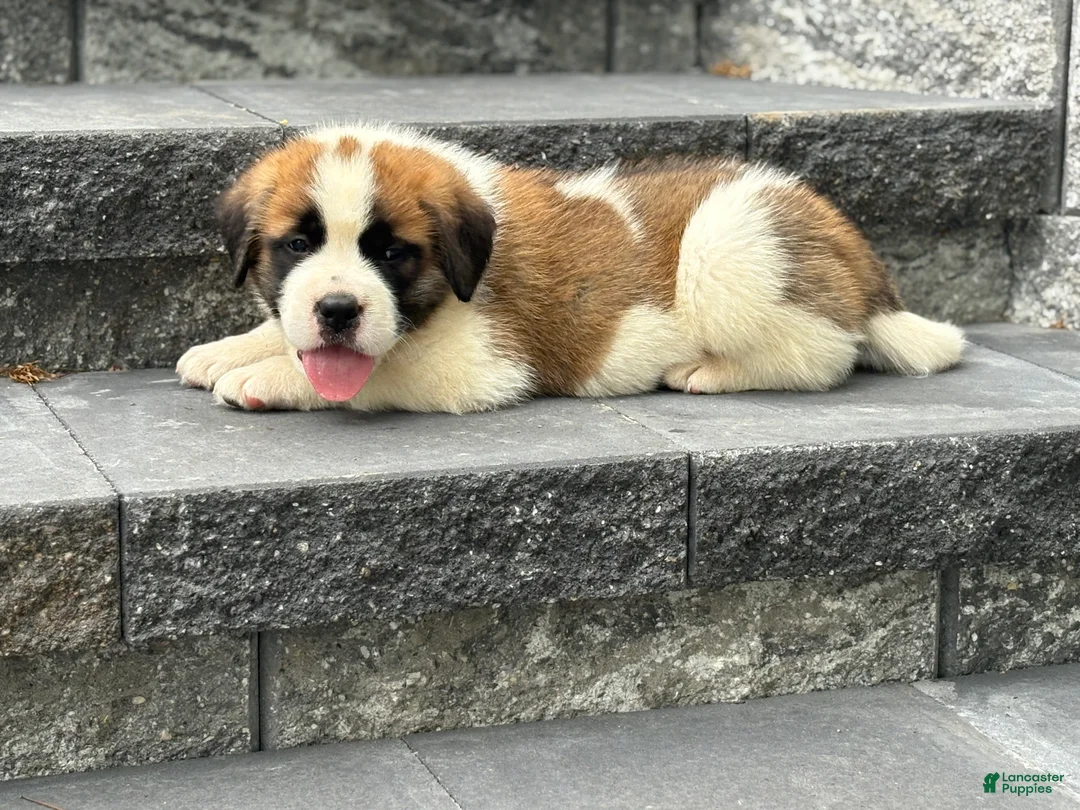 Saint Bernard dogs for sale: Ace - Ad 1