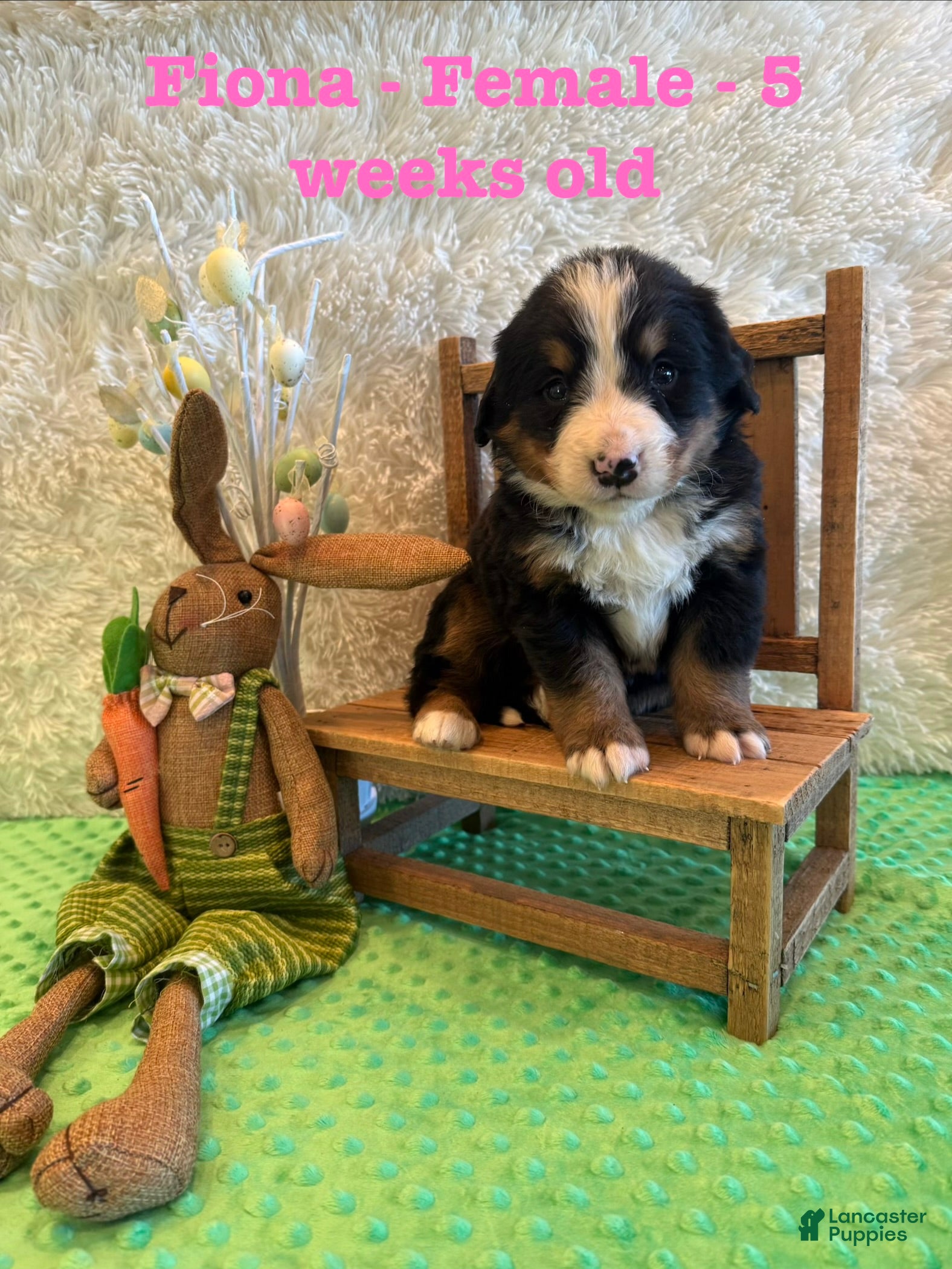 Bernese Mountain Dog dogs Fiona - Ad 3