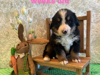 Bernese Mountain Dog dogs Fiona - Ad 3