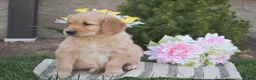 Golden Retriever dogs for sale: Mason - Ad 2