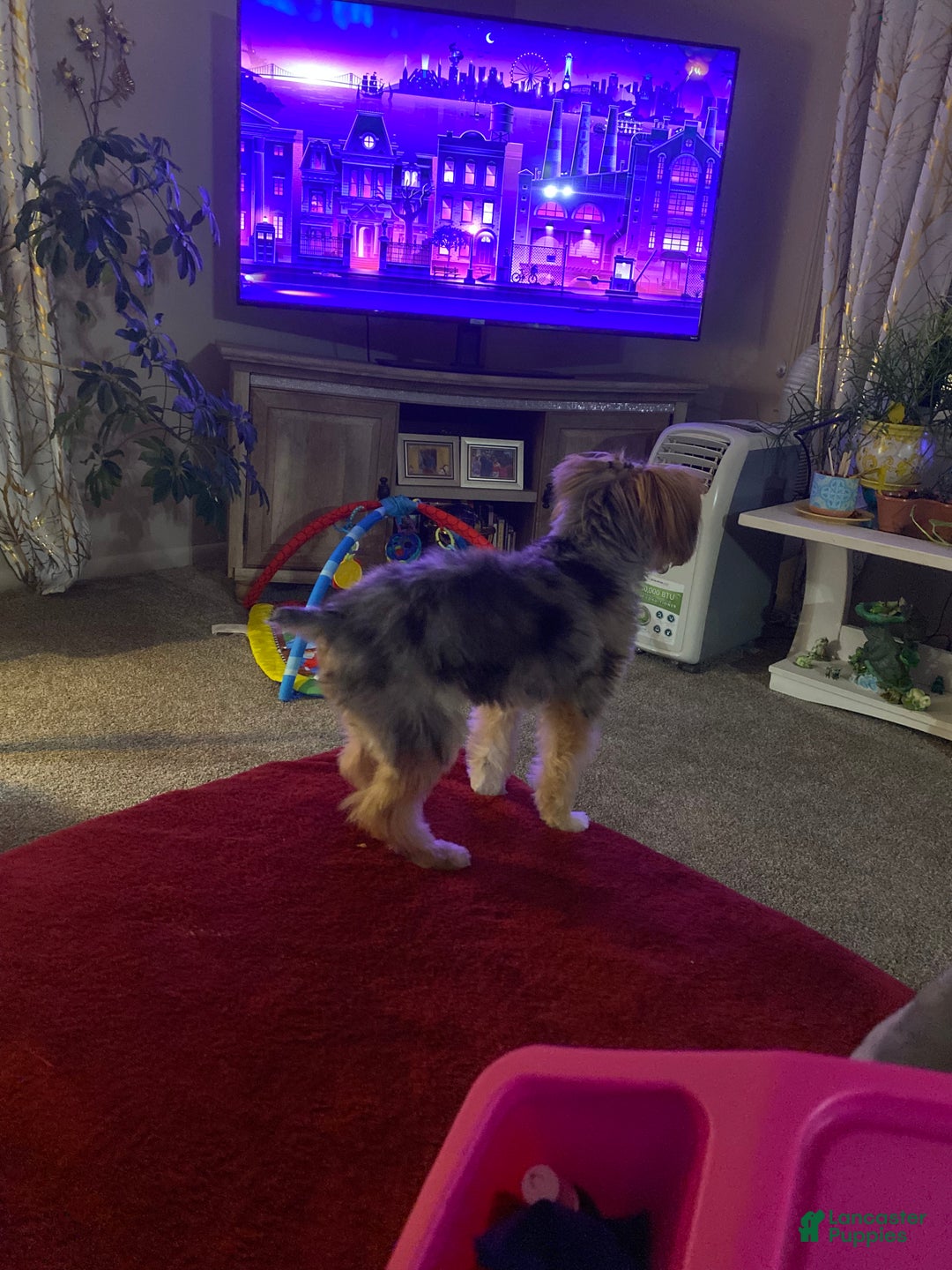 Yorkshire Terrier dogs for sale: Gucci - Ad 3