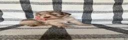Mixed Breed dogs for sale: Harper - Ad 4