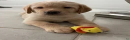 Labrador Retriever dogs for sale: Labrador Retriever 2 Honey  - Ad 5