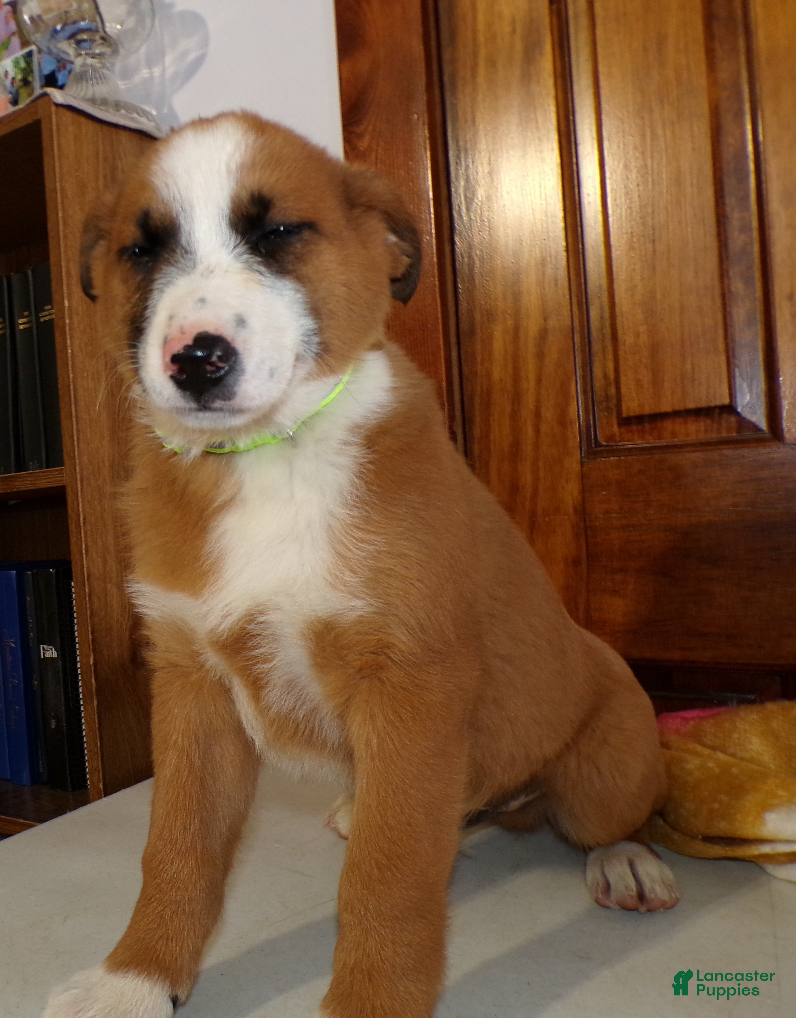 Mixed Breed dogs Mixed Breed Puppy 7 Prince - Ad 41