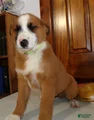 Mixed Breed Puppy 7 Prince