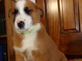 Mixed Breed dogs Mixed Breed Puppy 7 Prince - Ad 41