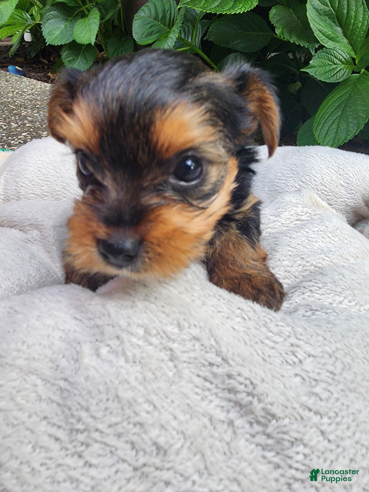 Yorkshire Terrier dogs Yorkshire Terrier Prince  Charming - Ad 2