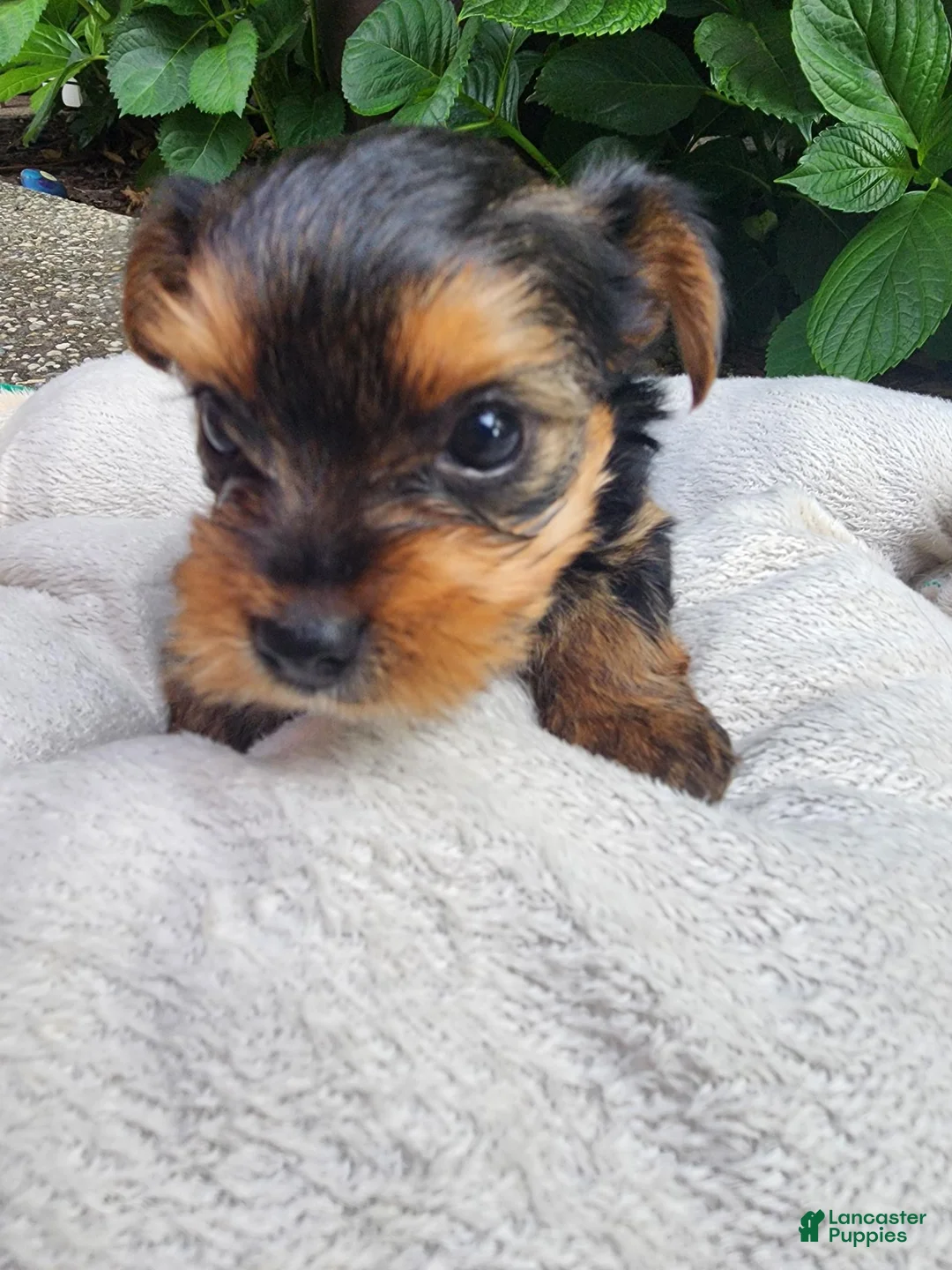 Yorkshire Terrier dogs for sale: Yorkshire Terrier Prince  Charming - Ad 2