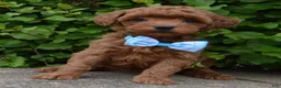 Mini Goldendoodle dogs for sale: Mini Gigi - Ad 5