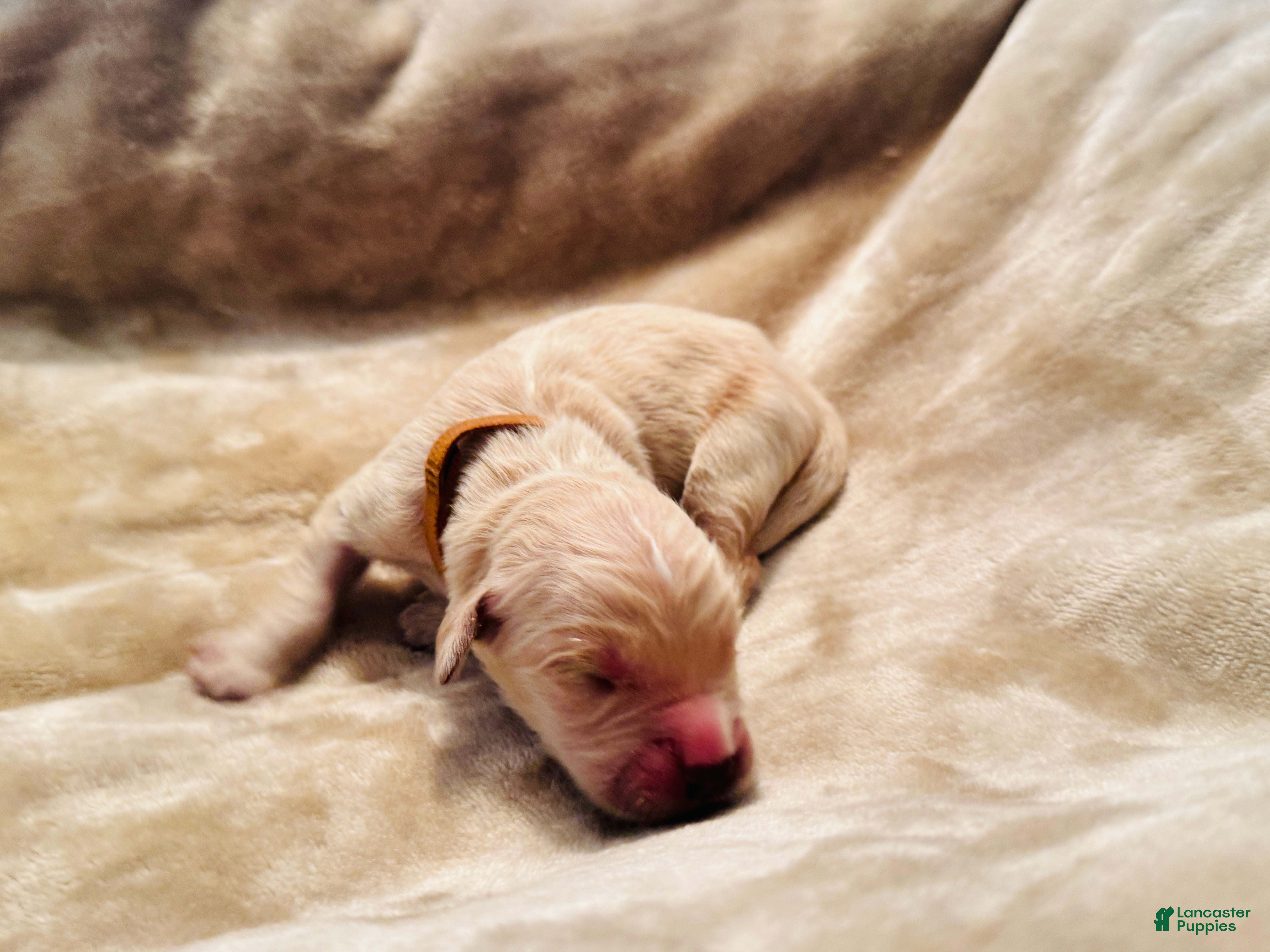 Golden Retriever dogs for sale: Golden Retriever 3 - Ad 31