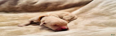 Golden Retriever 3