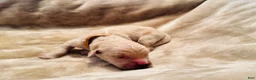 Golden Retriever dogs for sale: Golden Retriever 3 - Ad 1