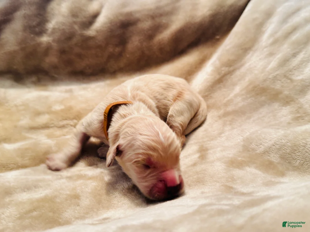 Golden Retriever dogs for sale: Golden Retriever 3 - Ad 1