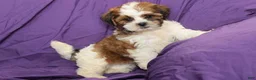 Shihpoo dogs for sale: Scout - Ad 3