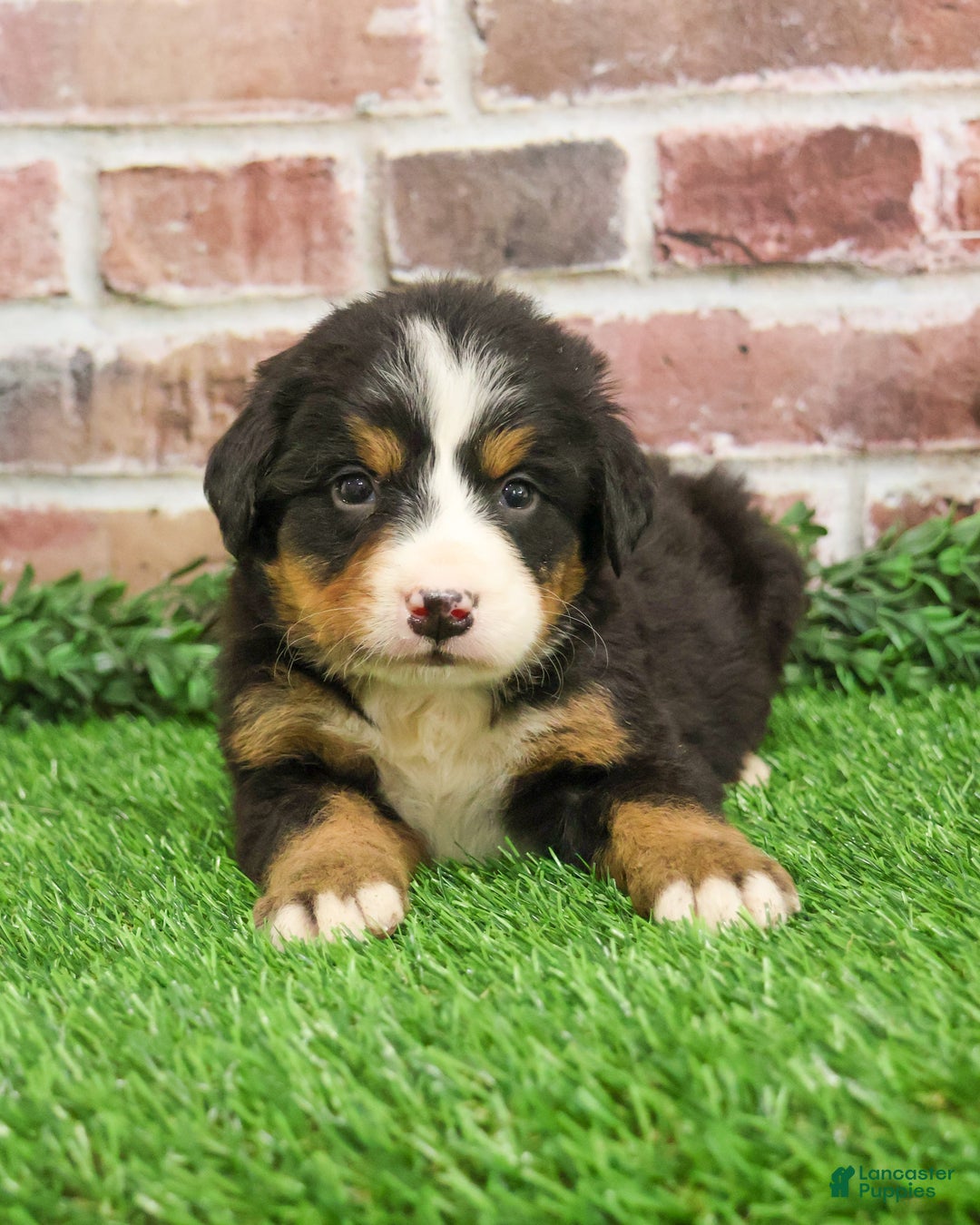 Bernese Mountain Dog dogs for sale: Snowflake  - Ad 6