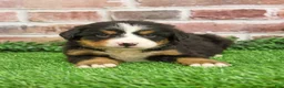Bernese Mountain Dog dogs for sale: Snowflake  - Ad 20