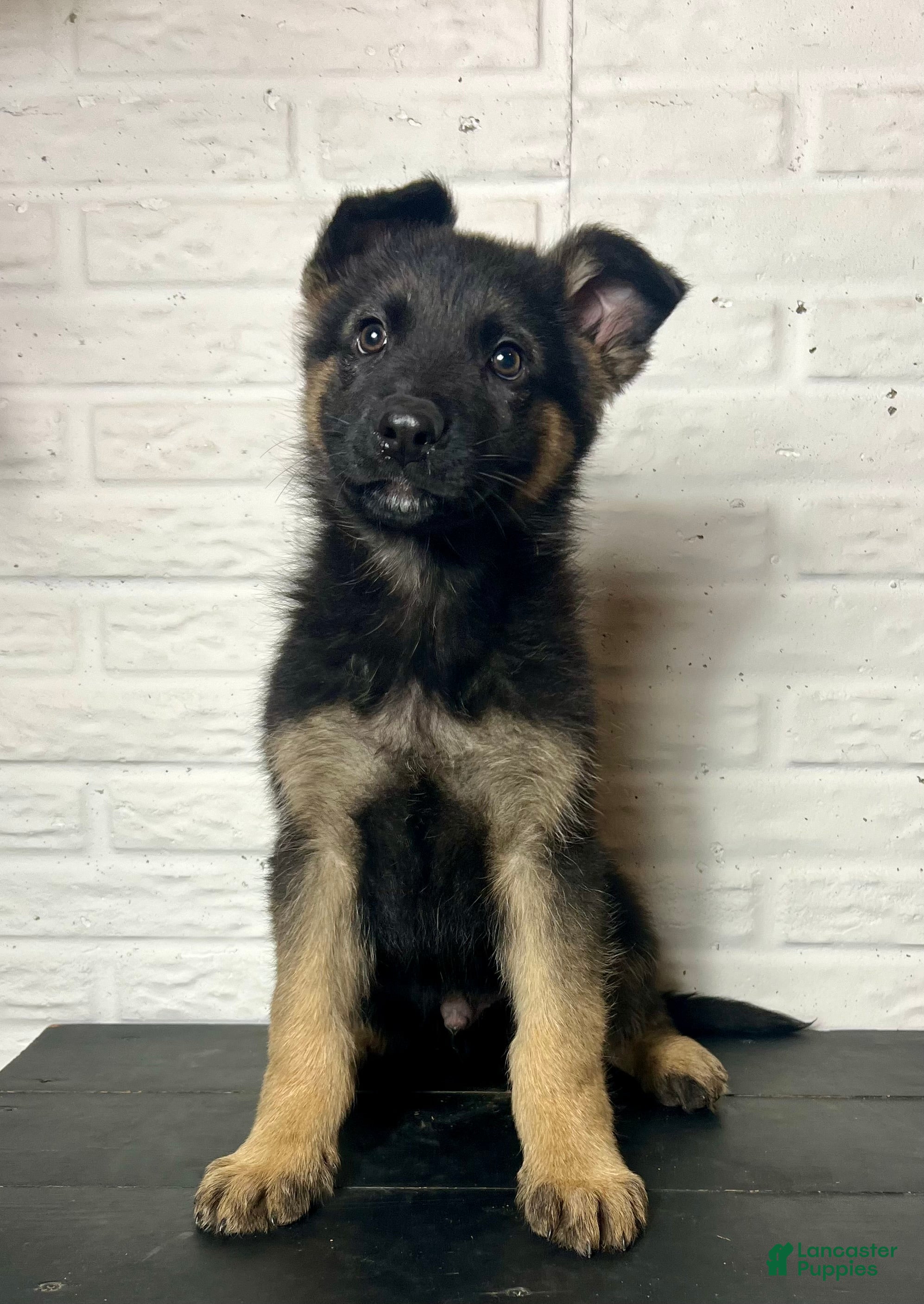 German Shepherd dogs Denver - Ad 23