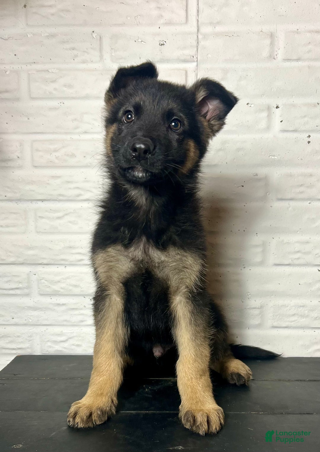 German Shepherd dogs for sale: Denver - Ad 1