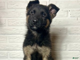German Shepherd dogs Denver - Ad 15