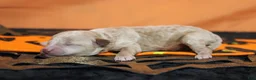 Havapoo dogs for sale: Aramis  - Ad 4
