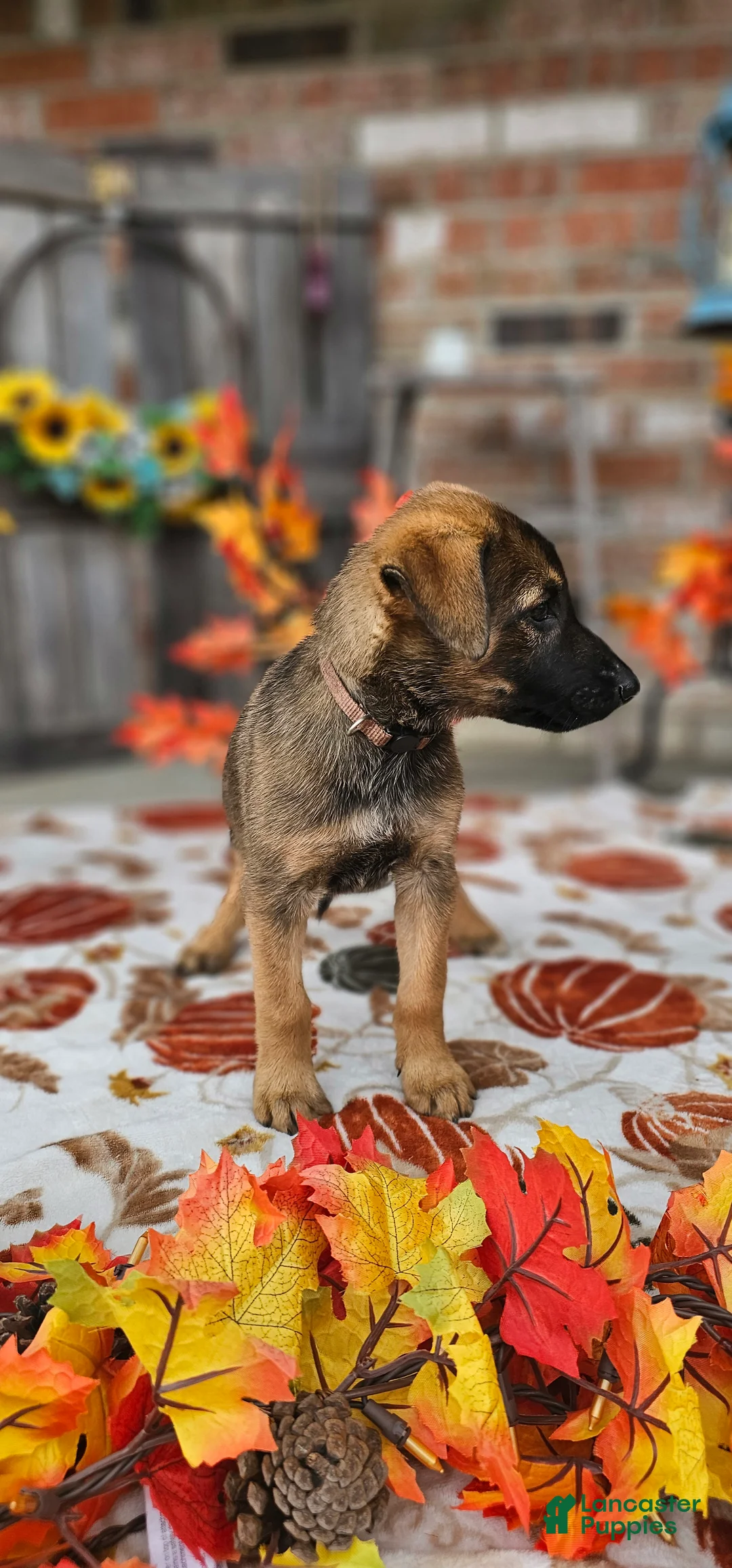Mixed Breed dogs for sale: Hennessy  - Ad 1