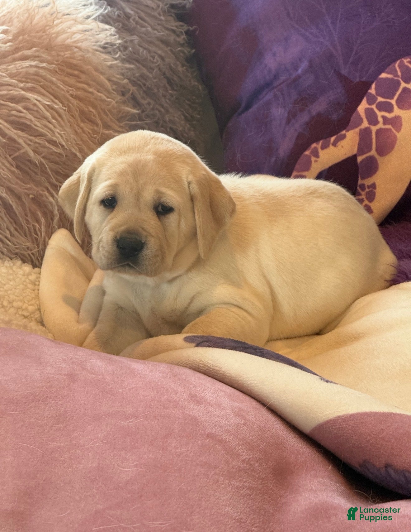 Labrador Retriever dogs Labrador Retriever Puppy 4 - Ad 18