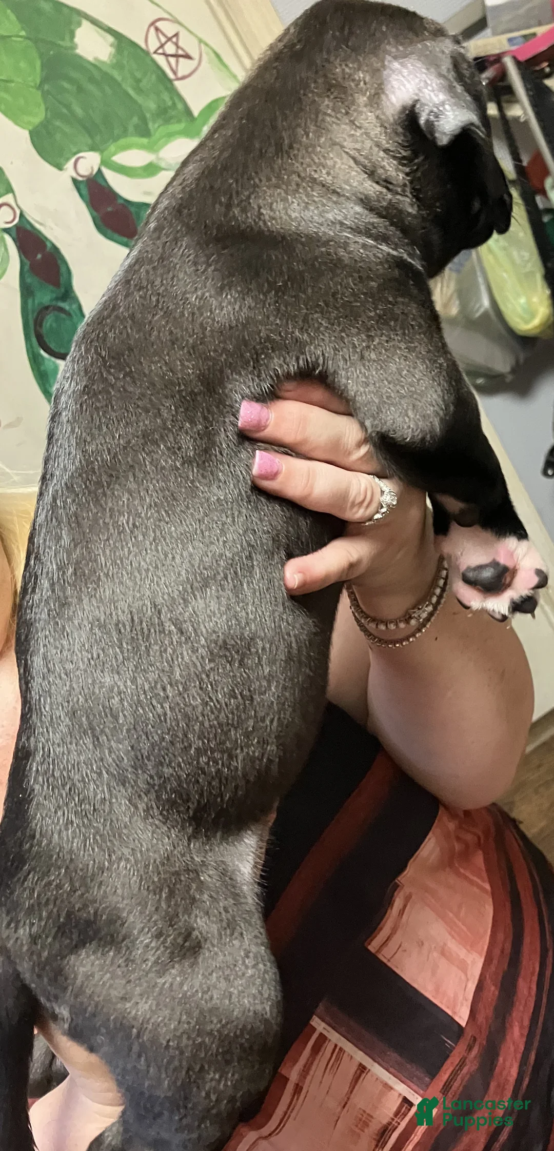 American Pit Bull Terrier dogs for sale: American Pit Bull Terrier 4 - Ad 2