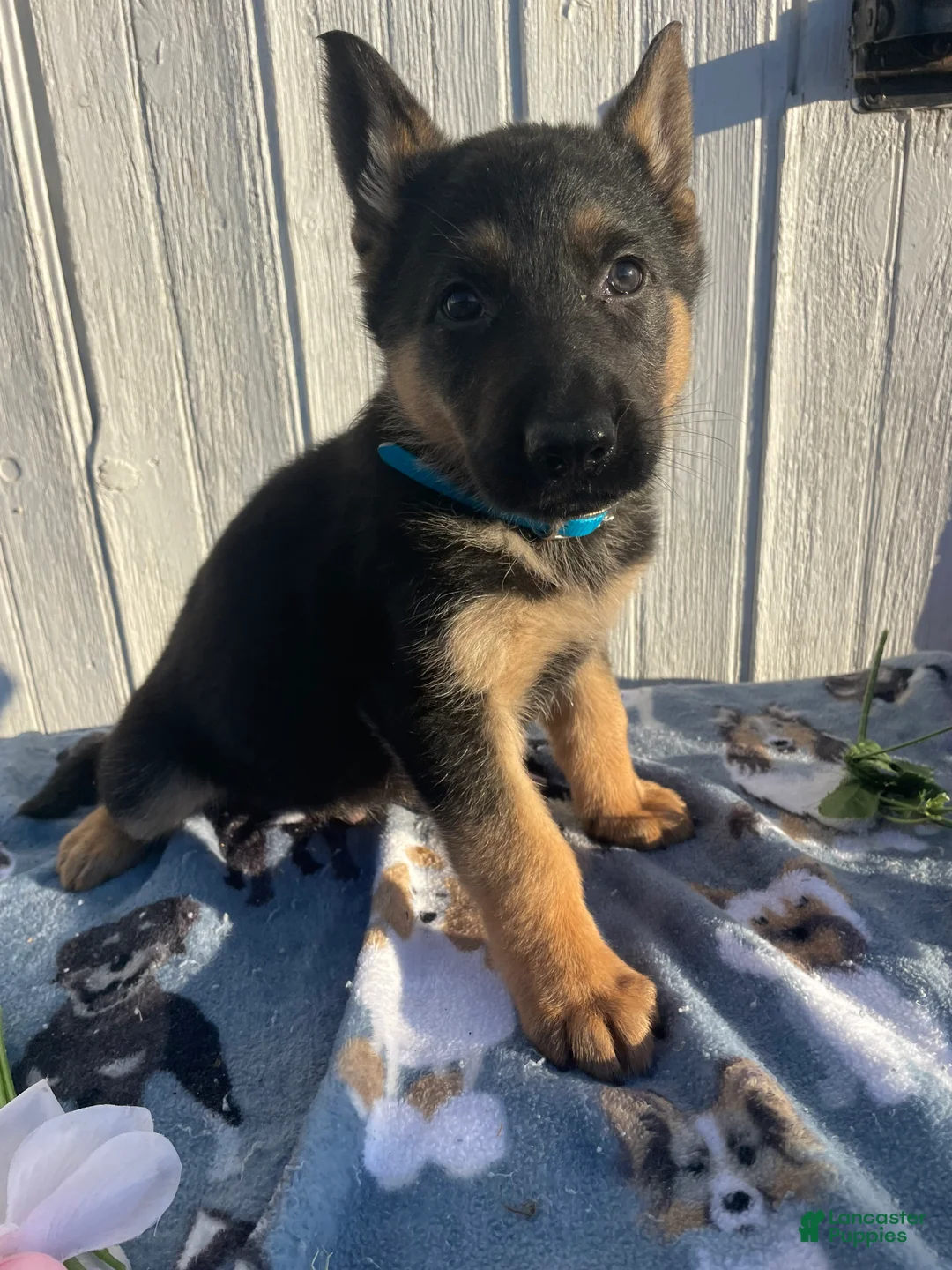 German Shepherd dogs for sale: Maverick - Ad 1