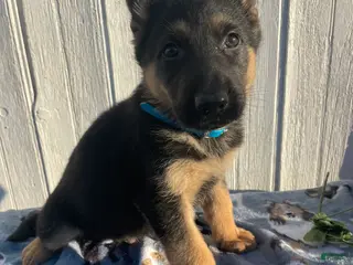 German Shepherd dogs Maverick - Ad 40