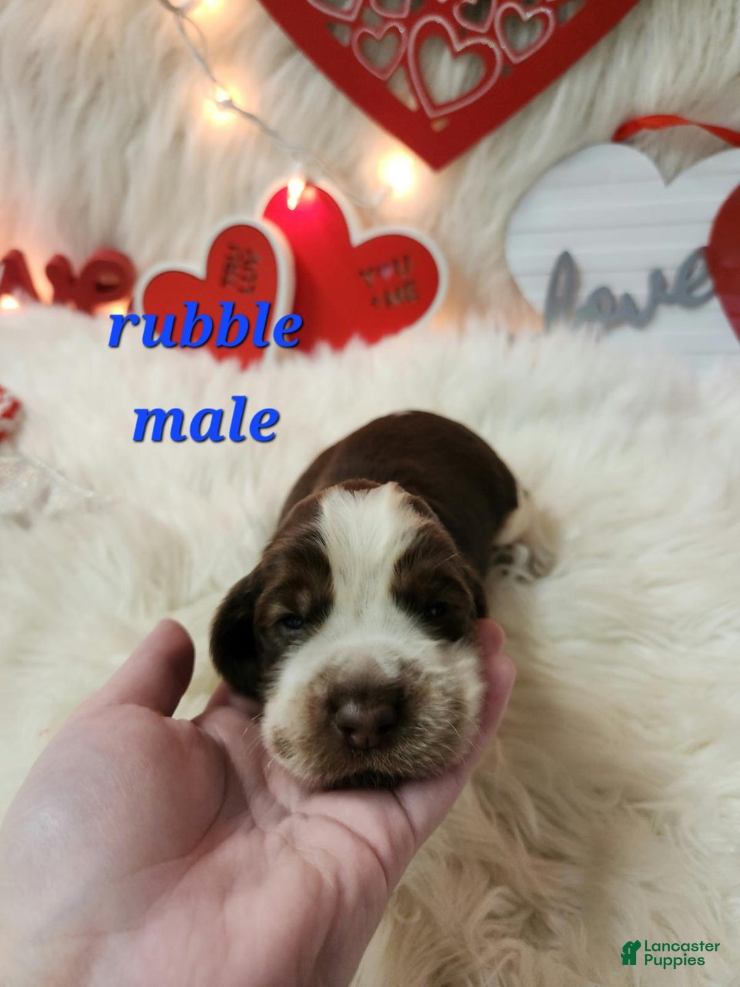 English Springer Spaniel dogs for sale: Rubble - Ad 1
