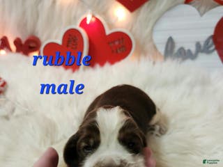 English Springer Spaniel dogs Rubble - Ad 14