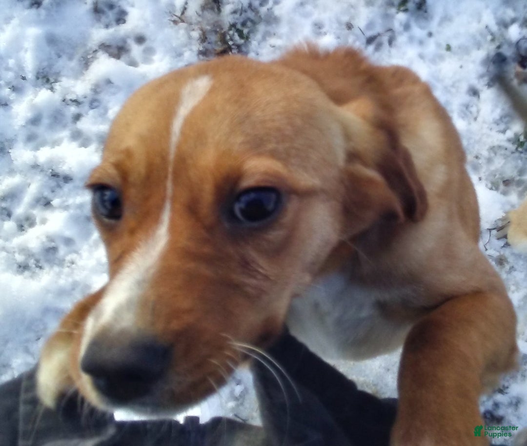 Mixed Breed dogs for sale:  Sheila - Ad 5