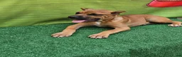 Cane Corso dogs for sale: ACE - Ad 2