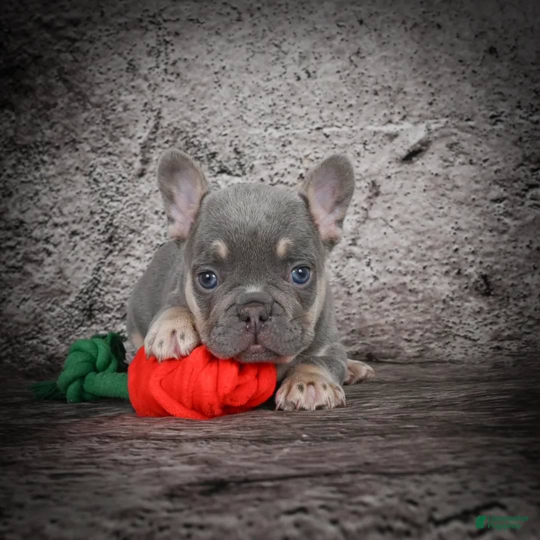 French Bulldog dogs for sale: OLIVER - Ad 2