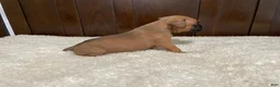 Boxer dogs for sale: Jax - Ad 7