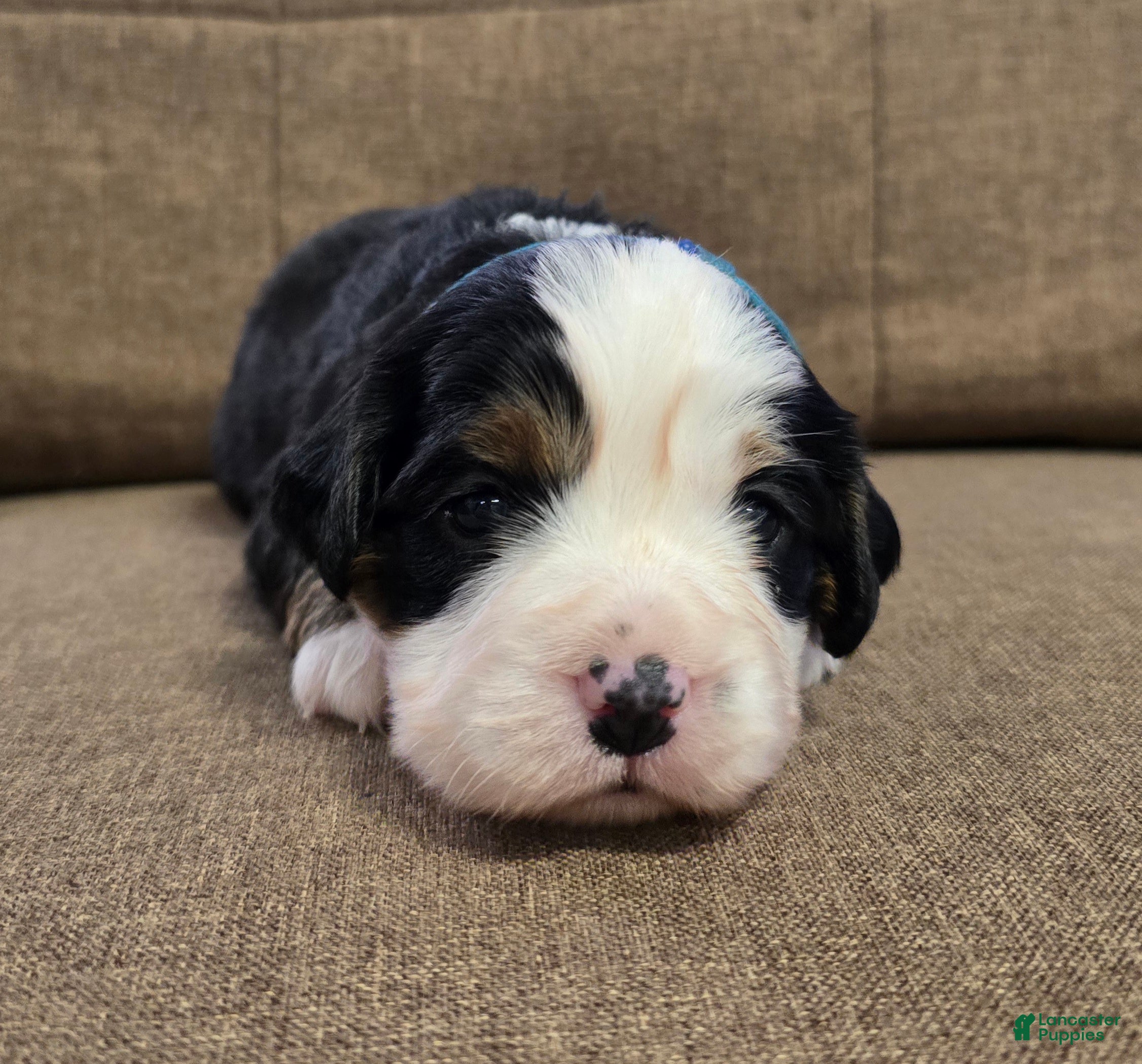 Miniature Bernese Mountain Dog dogs Manhattan  - Ad 1