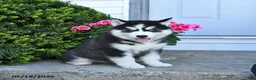 Pomsky dogs for sale: Roxie  - Ad 4