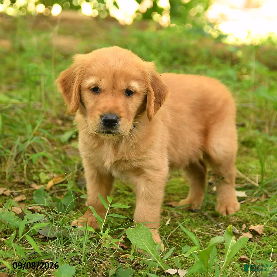 Golden Retriever dogs for sale: Dustin - Ad 1
