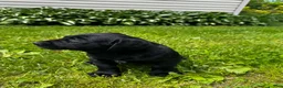 Labrador Retriever dogs for sale: Phillipe - Ad 12