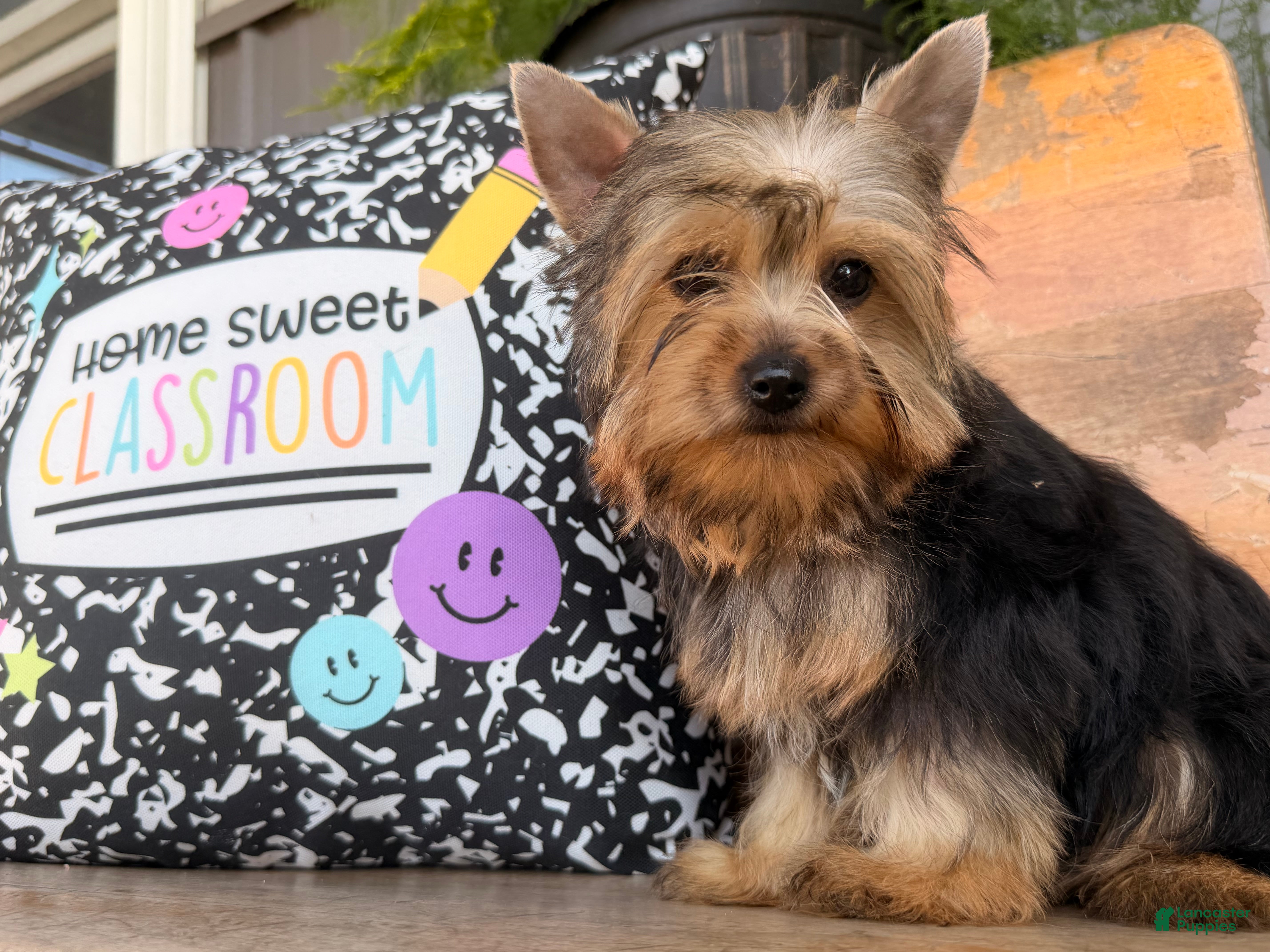 Yorkshire Terrier dogs Nicole Yorkshire Terrier  - Ad 1