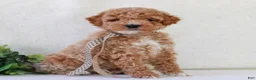 Mini Goldendoodle dogs for sale: Kipper  - Ad 2