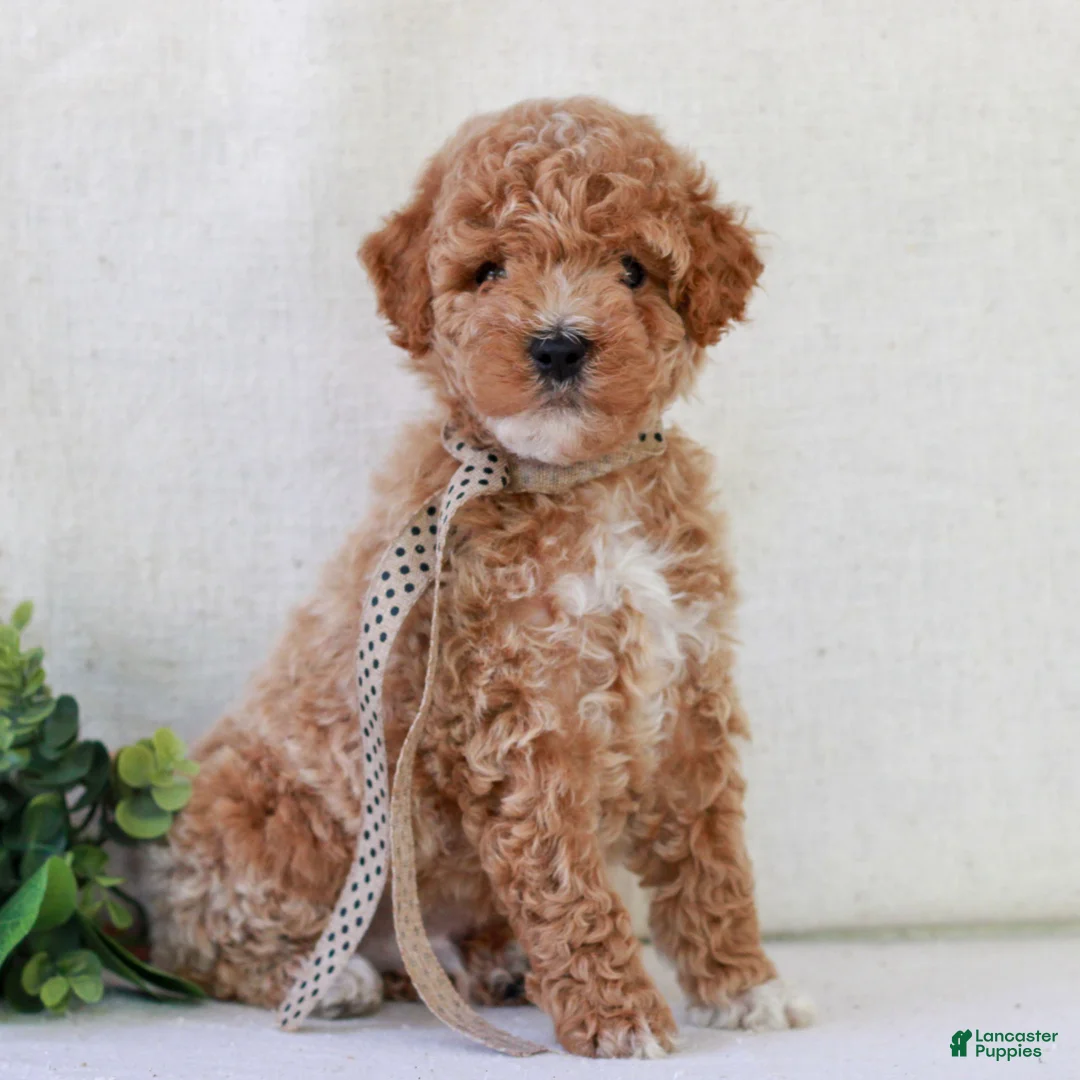 Mini Goldendoodle dogs for sale: Kipper  - Ad 2