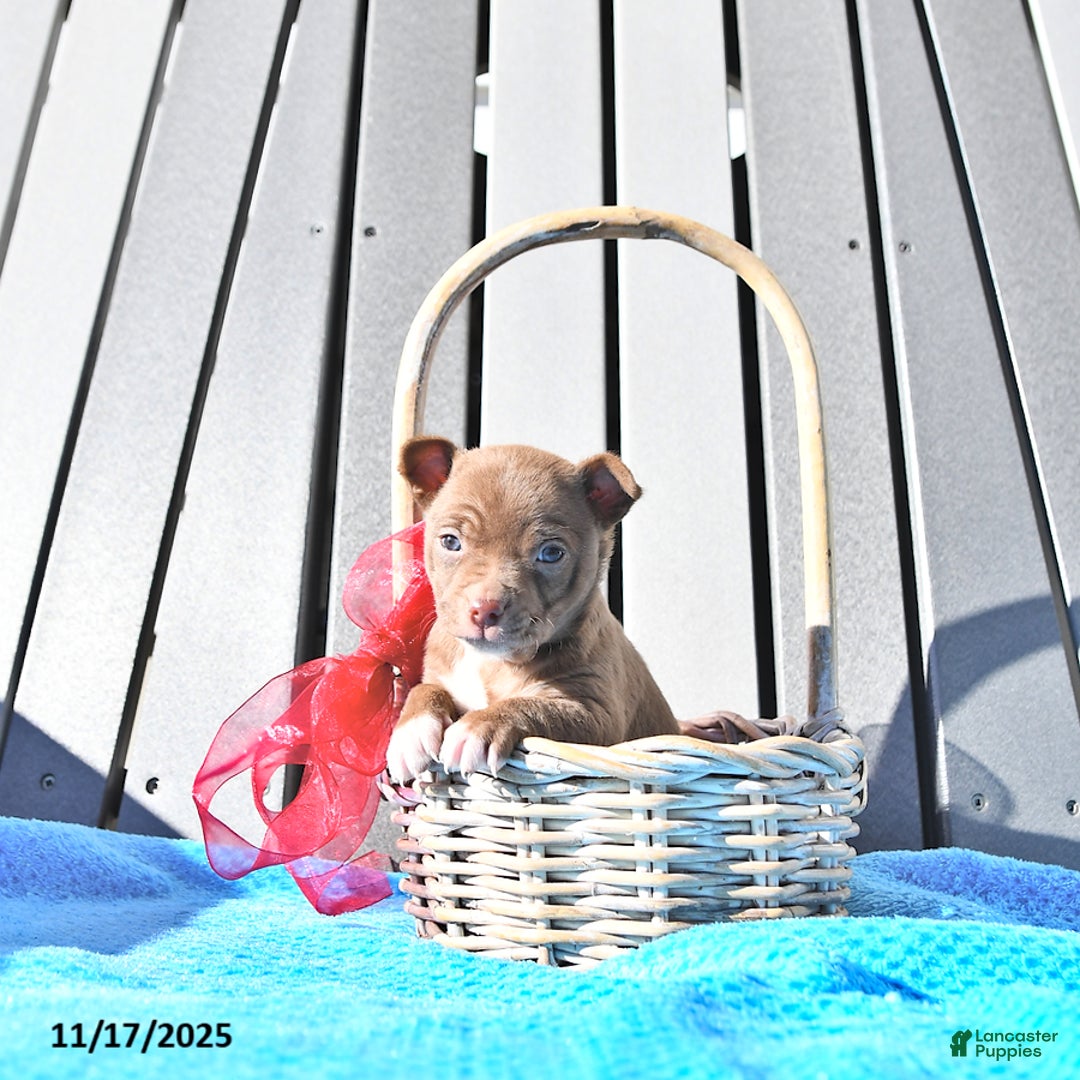 Chihuahua dogs for sale: Mr. Chocolate - Ad 7